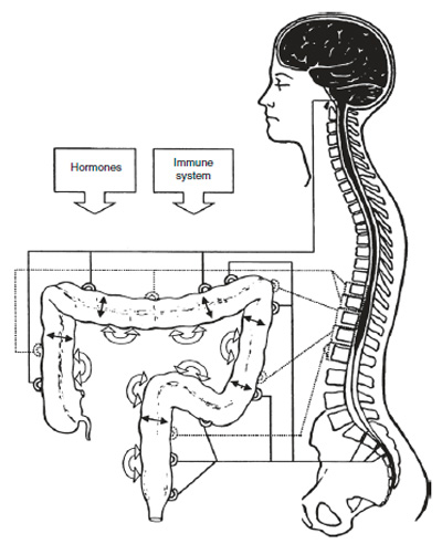 Diagram showing control of colorectal motility