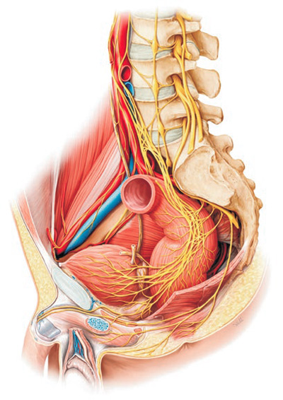 Anatomy illustration